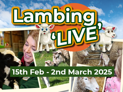 Lambing Live