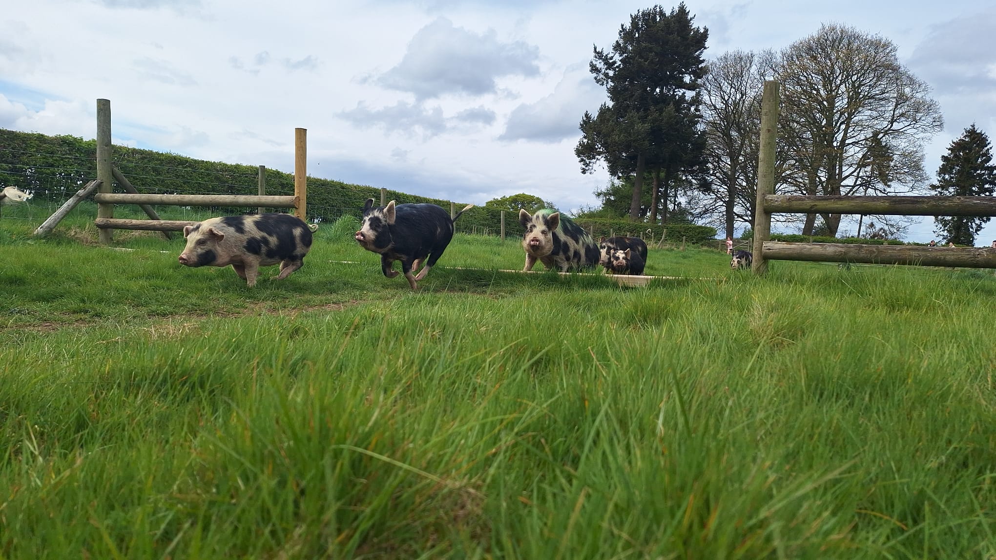 Pig racing Pig racing