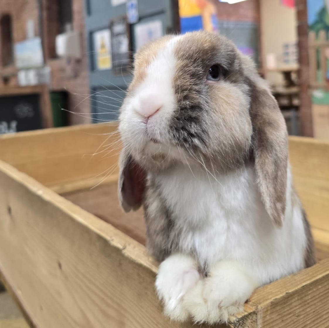 Rabbits